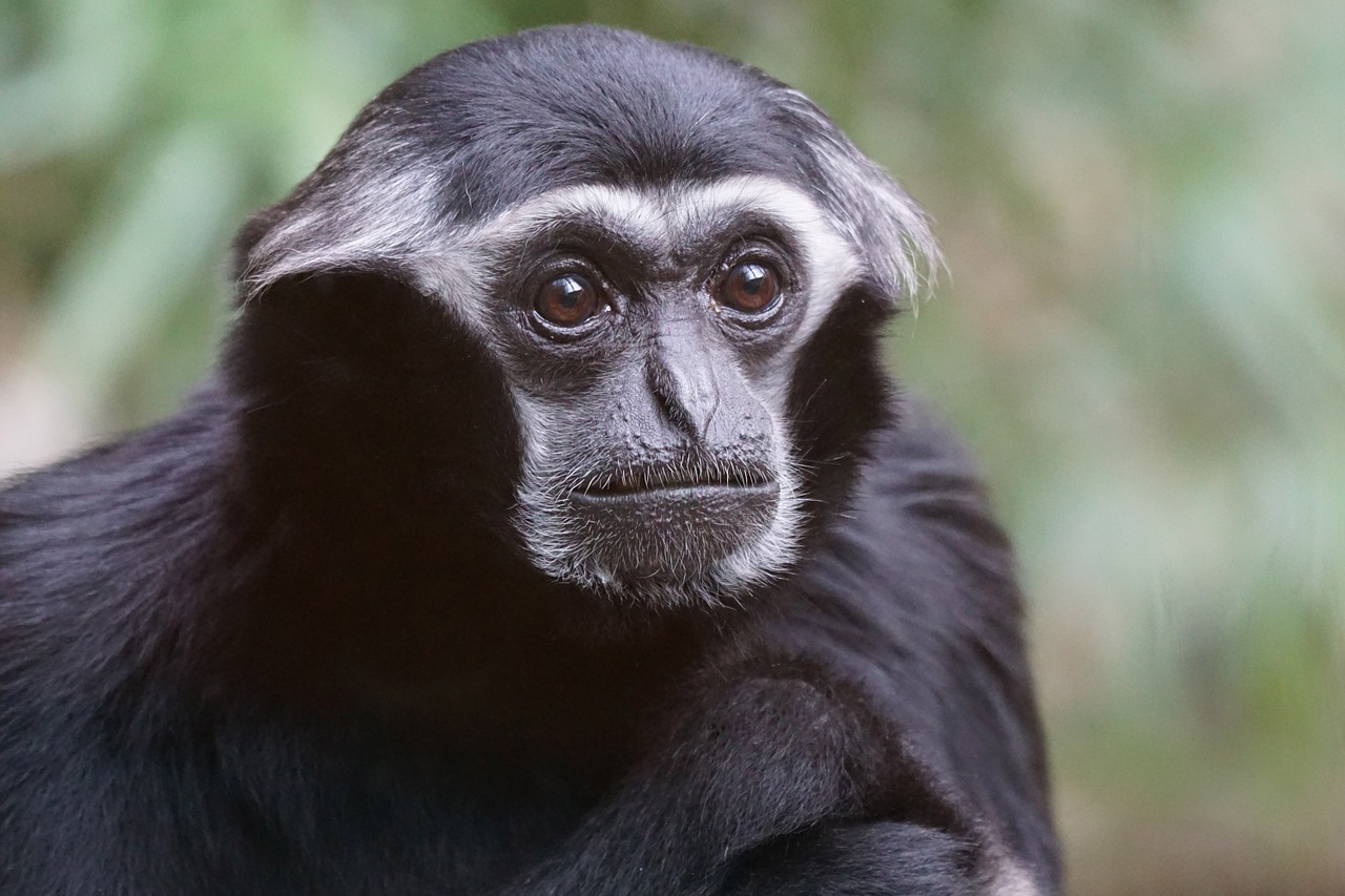 Gyvūnai, Primatas, Beždžionė, Senojo Pasaulio Beždžionė, Gibbon, Dangteliai Gibbon, Nemokamos Nuotraukos,  Nemokama Licenzija