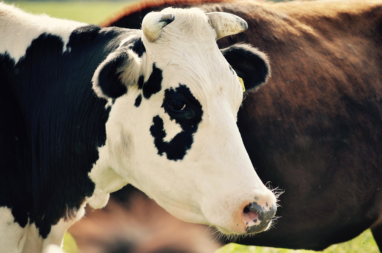 Gyvūnai, Karvė, Karvės, Nemokamos Nuotraukos,  Nemokama Licenzija