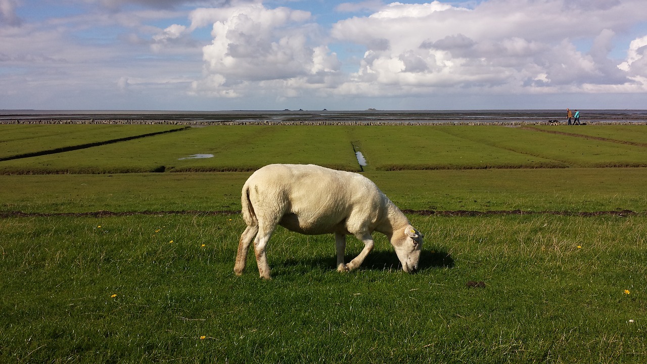 Gyvūnai, Dike, Šiaurės Jūra, Avys, Nordfriesland, Deichschaf, Nemokamos Nuotraukos,  Nemokama Licenzija