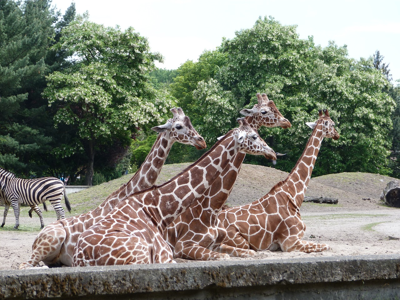 Gyvūnai, Zoologijos Sodas, Gamta, Žinduolis, Gyvūnas, Zoologijos Sodas, Laukinis Gyvūnas, Nemokamos Nuotraukos,  Nemokama Licenzija