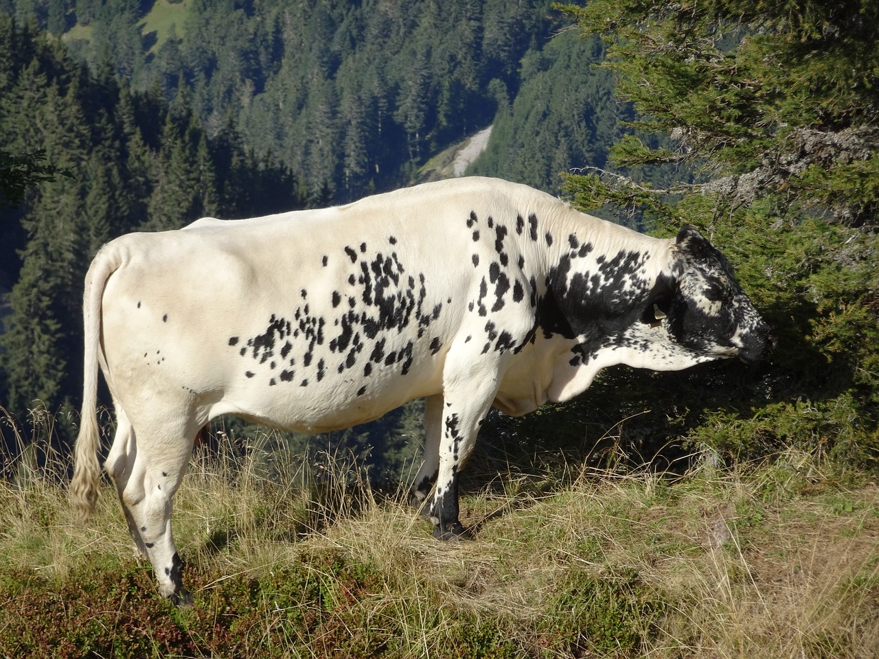 Karvė, Gyvūnai, Gamta, Alm, Nemokamos Nuotraukos,  Nemokama Licenzija