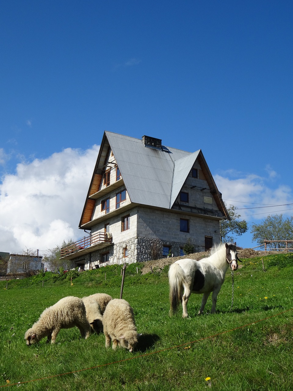 Gyvūnai, Avys, Pieva, Žolė, Gamta, Ganyklos, Tatry, Apvaisinimas, Nemokamos Nuotraukos,  Nemokama Licenzija