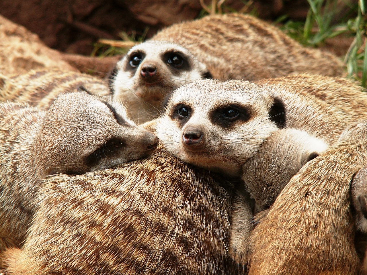 Gyvūnai, Meerkat, Zoologijos Sodas, Kailis, Tiergarten, Gamta, Gyvūnų Šeima, Nemokamos Nuotraukos,  Nemokama Licenzija