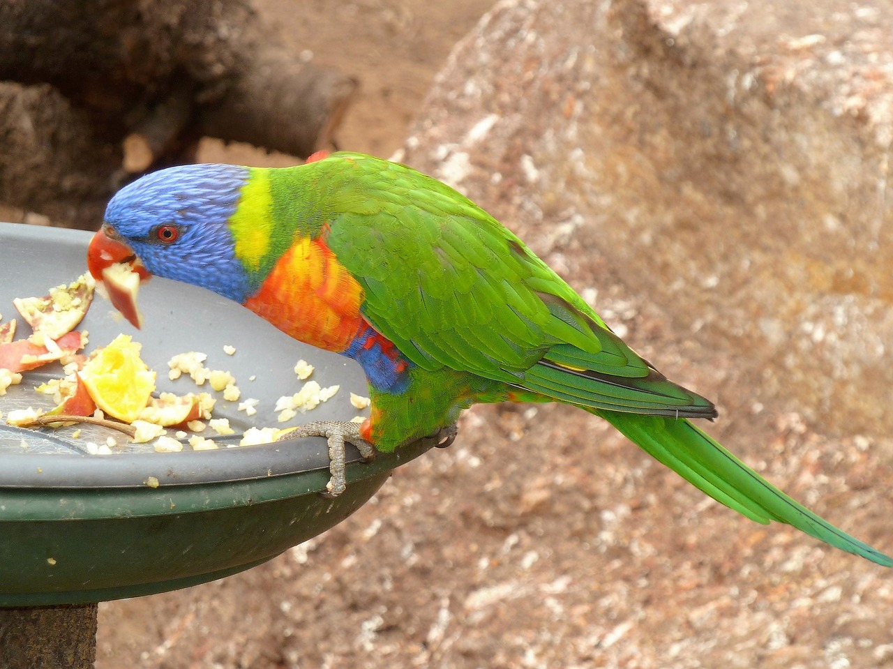 Gyvūnai, Lorikeet, Paukštis, Spalvos, Nemokamos Nuotraukos,  Nemokama Licenzija