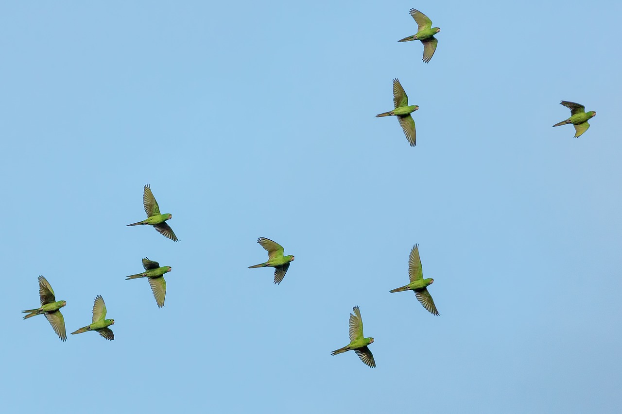 Gyvūnai, Paukštis, Paukščiai, Dienos Šviesa, Delta, Skrydis, Flock, Skristi, Skraidantis, Žalias