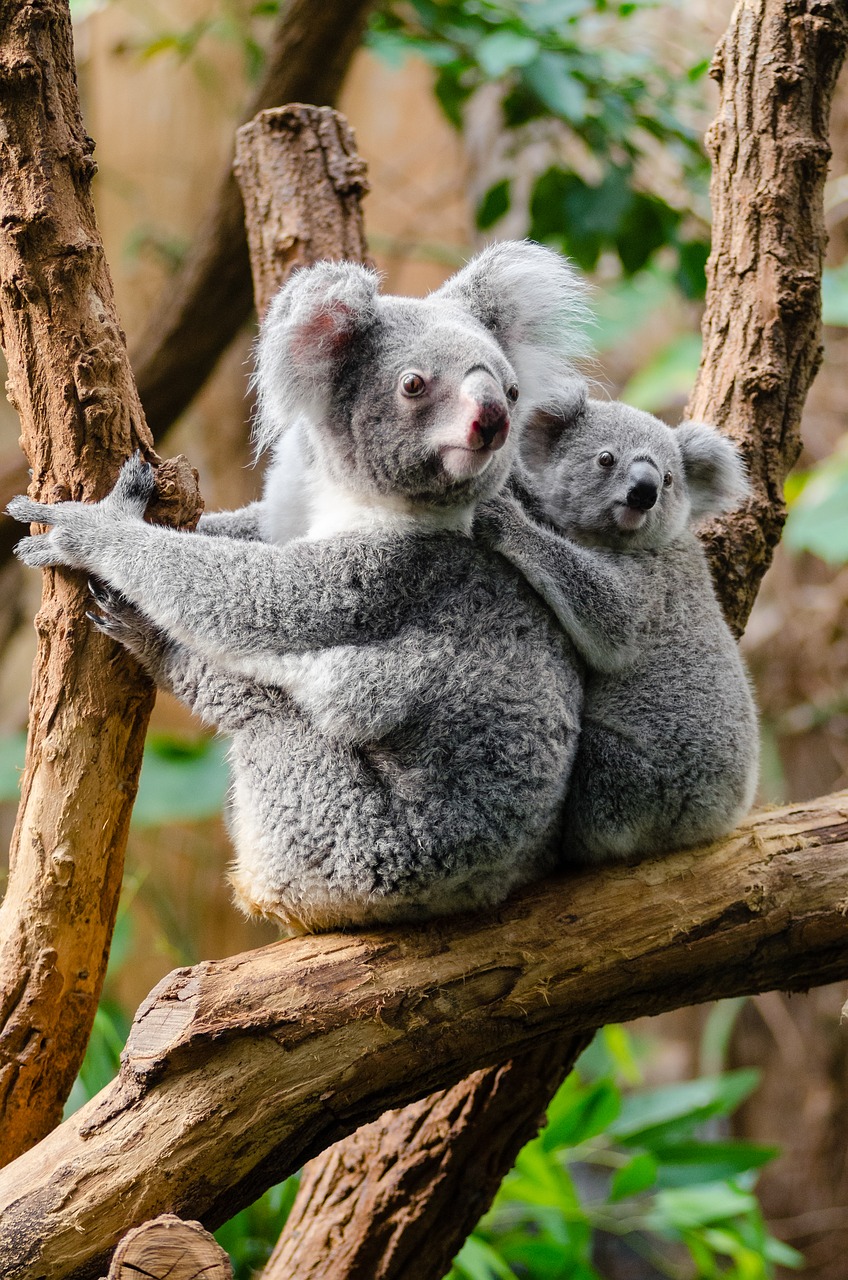 Gyvūnai, Filialas, Mielas, Pūkuotas, Koalas, Medis, Laukinė Gamta, Nemokamos Nuotraukos,  Nemokama Licenzija