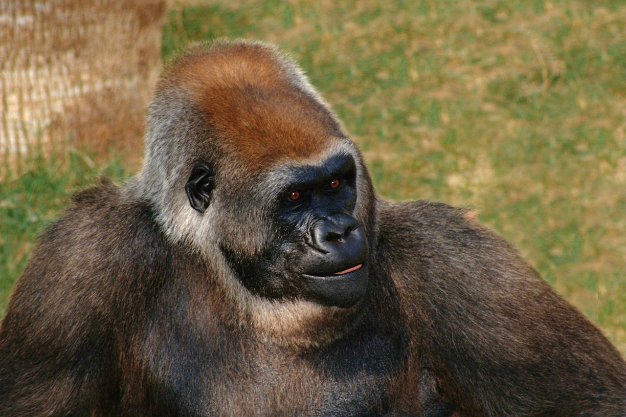 Gyvūnai, Gorila, Beždžionės, Afrika, Džiunglės, Nemokamos Nuotraukos,  Nemokama Licenzija