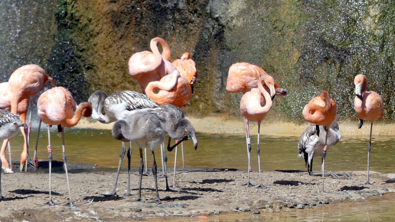 Gyvūnai, Zoologijos Sodas, Flamingo, Nemokamos Nuotraukos,  Nemokama Licenzija