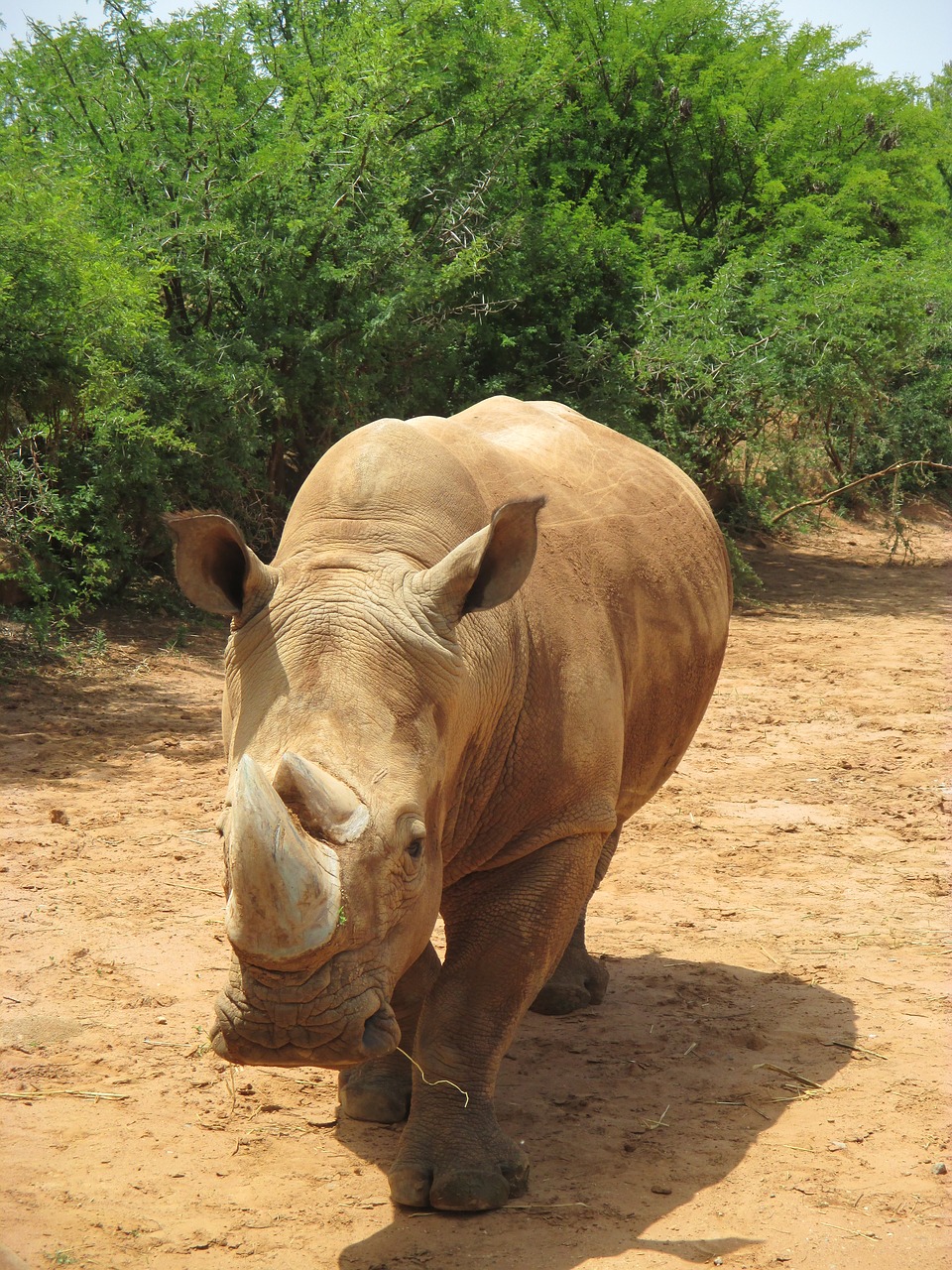 Gyvūnai, Zoologijos Sodas, Parkas, Afrikiečių Gyvūnai, Afrika, Gyvūnas, Nemokamos Nuotraukos,  Nemokama Licenzija