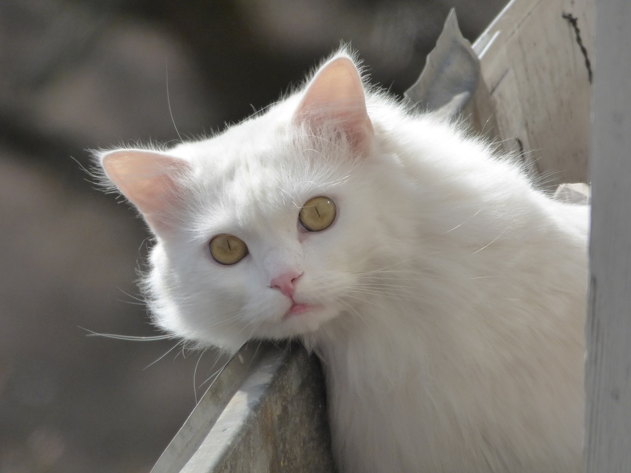 Gyvūnai, Pūkuotas Katinas, Balta Katė, Nemokamos Nuotraukos,  Nemokama Licenzija