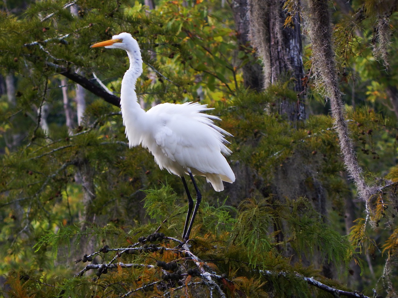 Gyvūnai, Paukščiai, Didžioji Egret, Laukinė Gamta, Valstybė, Parkas, Balta, Luiziana, Nemokamos Nuotraukos,  Nemokama Licenzija