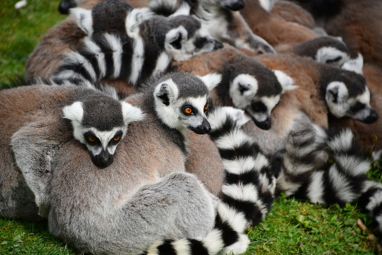 Gyvūnai, Zoologijos Sodas, Laukiniai, Lemūrai, Nemokamos Nuotraukos,  Nemokama Licenzija