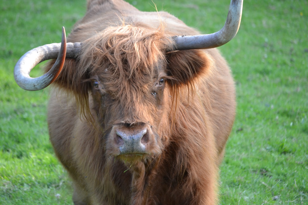 Gyvūnai, Kalnų Galvijai, Highland Beef, Žemdirbystė, Škotijos Aukštuminiai Galvijai, Jaunas Gyvūnas, Karvė, Bulius, Jautiena, Highlander