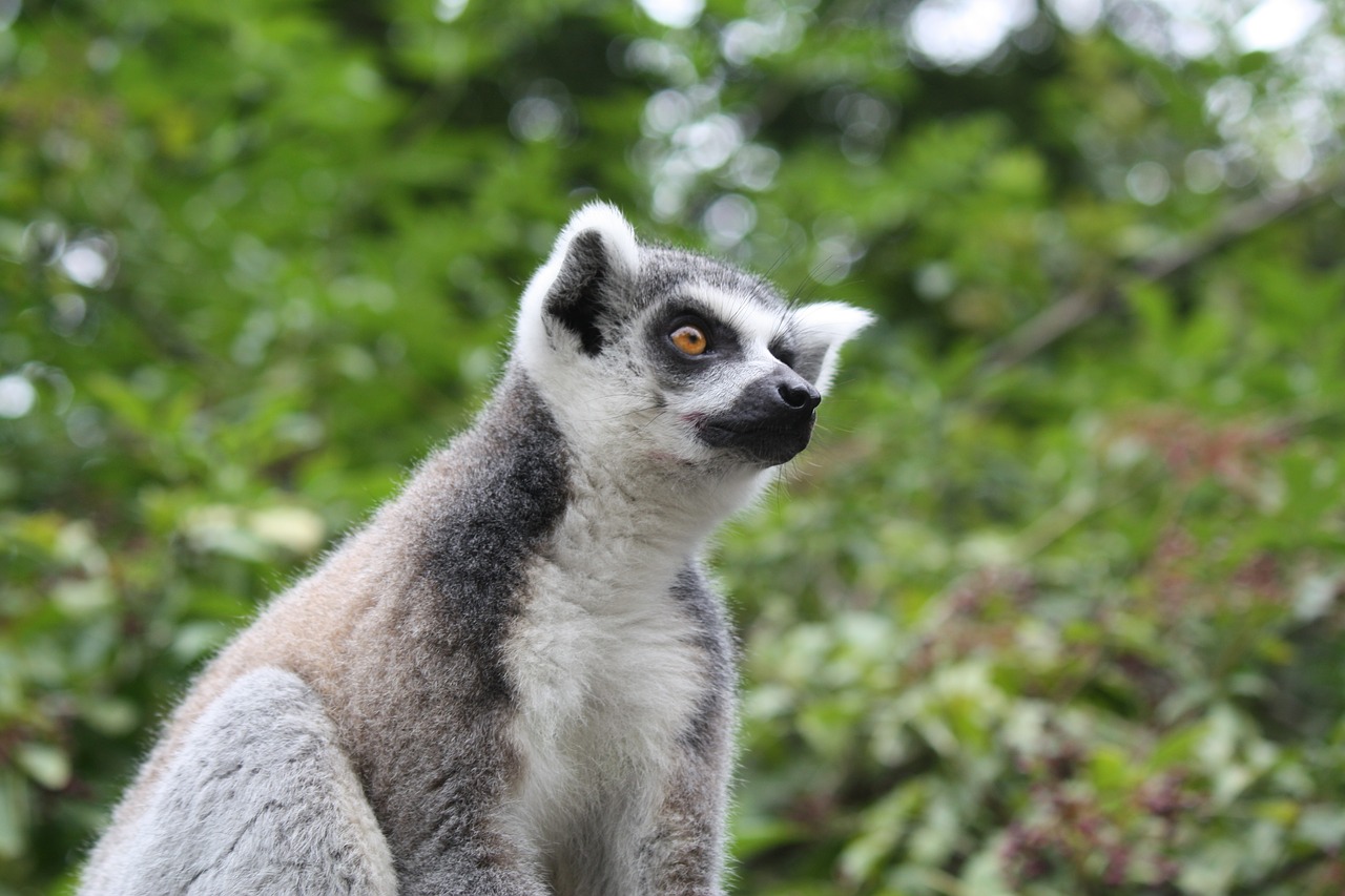 Gyvūnai, Lemūrai, Gamta, Madagaskaras, Lemurs, Nemokamos Nuotraukos,  Nemokama Licenzija