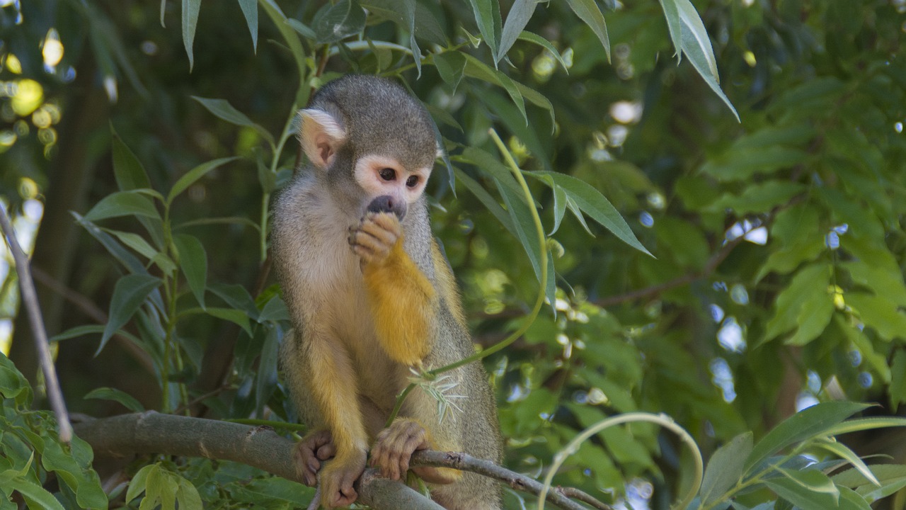 Gyvūnai, Beždžionė, Zoologijos Sodas, Nemokamos Nuotraukos,  Nemokama Licenzija