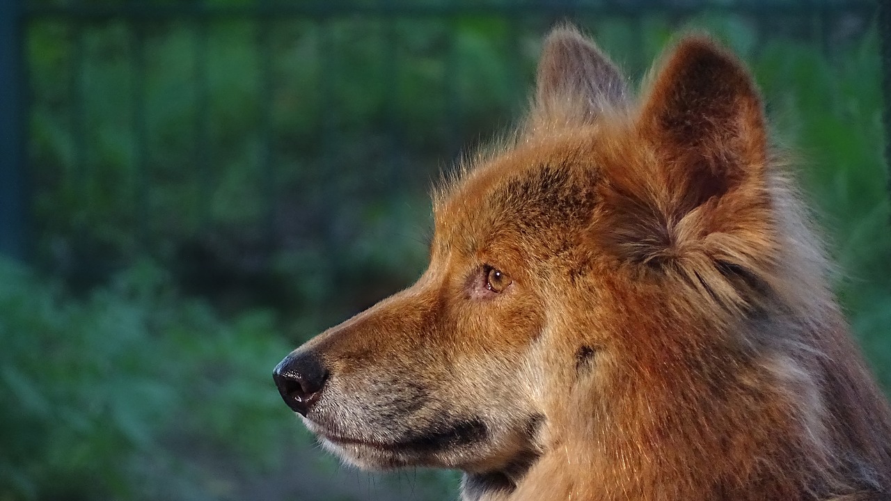 Gyvūnai, Dingo, Dingoes, Australian Dingoes, Australia, Martu, Canis Lupus Dingo, Zoologijos Sodas, Nemokamos Nuotraukos,  Nemokama Licenzija