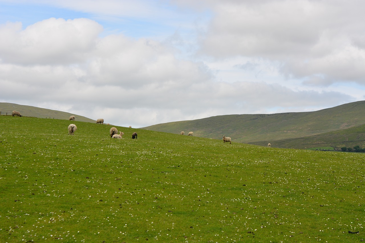 Gyvūnai, Gamta, Airijos Avių Avys, Nemokamos Nuotraukos,  Nemokama Licenzija