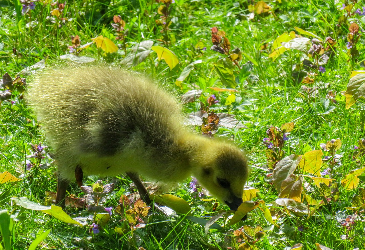 Gyvūnai, Viščiukai, Žąsis, Jaunoji Žąsis, Goslings, Mielas, Žolė, Paleisti, Smalsumas, Pieva