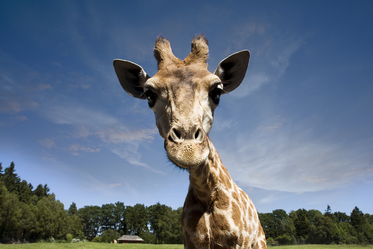 Gyvūnai, Žirafa, Dykuma, Afrika, Zoologijos Sodas, Serengeti Parkas, Didelis Žaidimas, Dideli Gyvūnai, Pietų Afrika, Galva