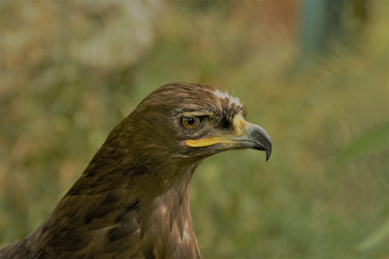 Gyvūnai, Adler, Plėšrusis Paukštis, Sąskaitą, Didingas, Laukinės Gamtos Fotografija, Grobio Paukščiai Rodomi, Zoologijos Sodas, Nemokamos Nuotraukos,  Nemokama Licenzija