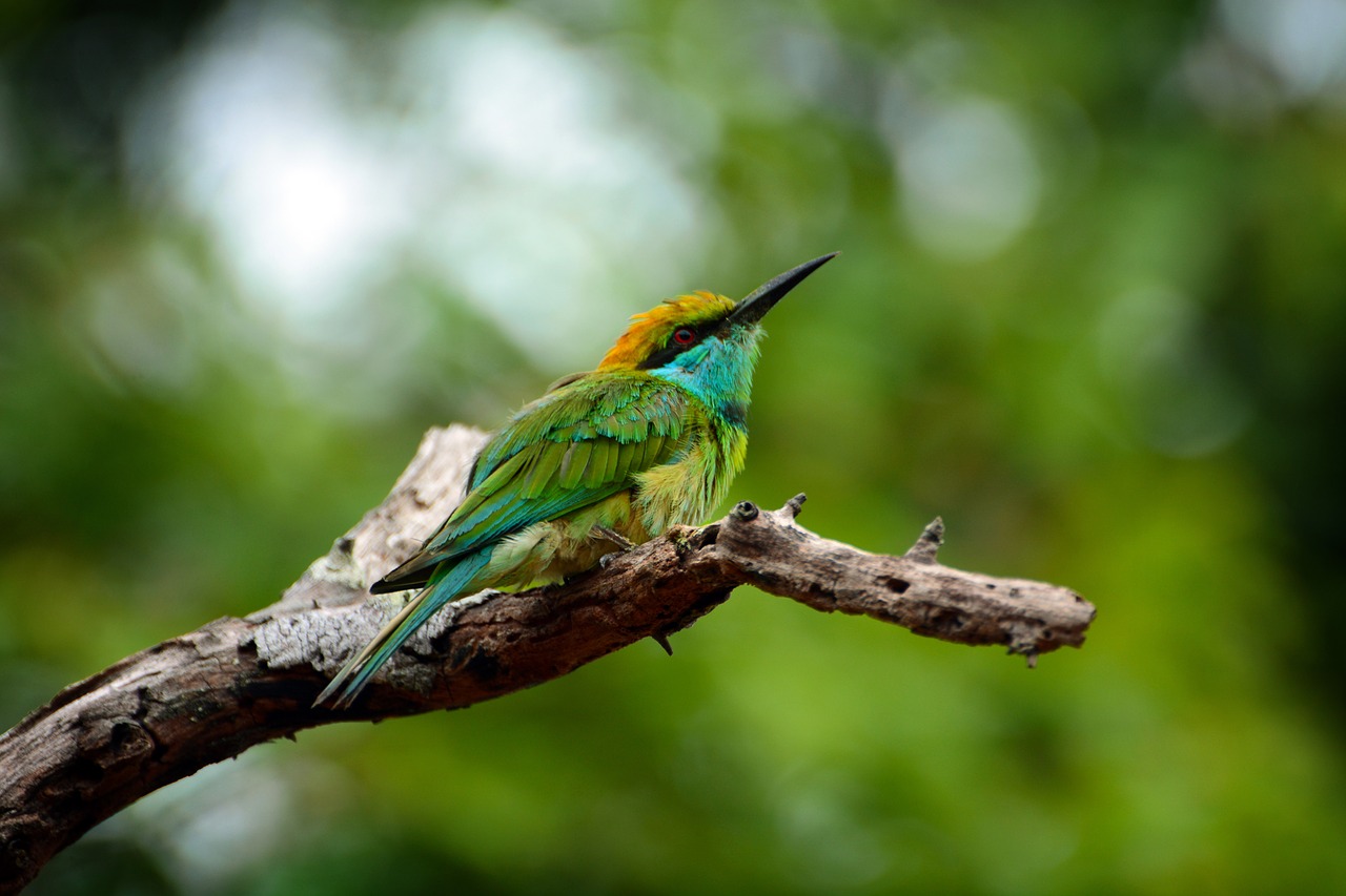 Gyvūnai, Paukščiai, Šri Lanka, Nemokamos Nuotraukos,  Nemokama Licenzija