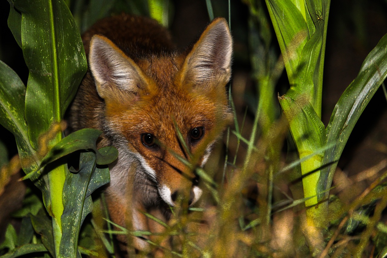 Gyvūnai, Lapė, Mielas, Snukis, Žolė, Augalai, Nemokamos Nuotraukos,  Nemokama Licenzija