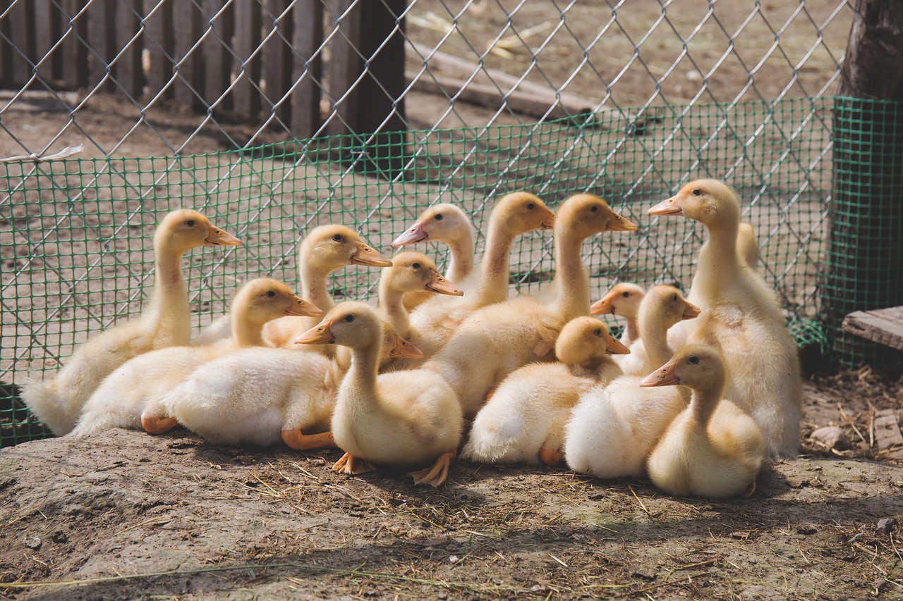 Gyvūnai, Paukščiai, Antis, Flock, Viela, Tinklelis, Dirvožemis, Geltona, Nemokamos Nuotraukos,  Nemokama Licenzija