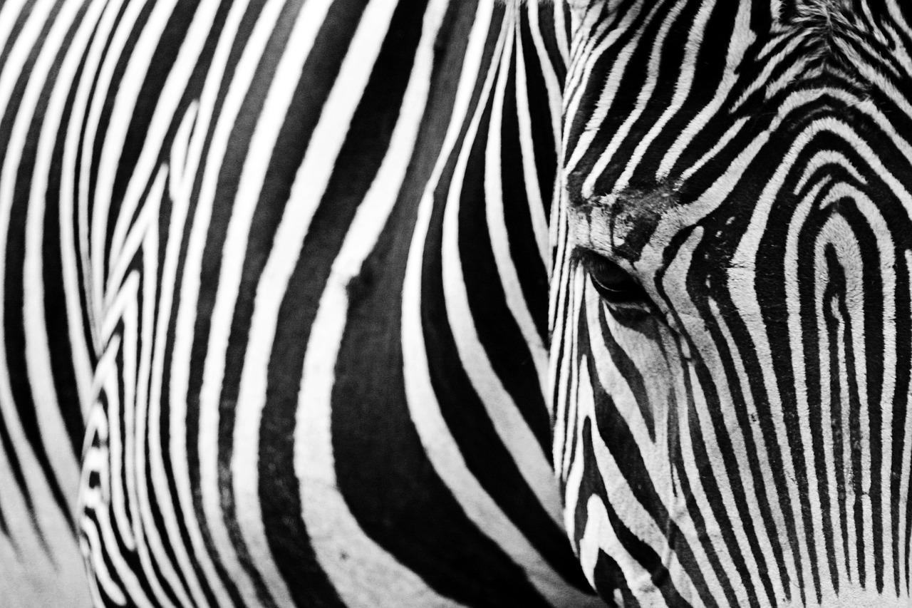 Gyvūnai, Žinduoliai, Zebra, Juostelės, Sudėtingas, Linijos, Modeliai, Akys, Nemokamos Nuotraukos,  Nemokama Licenzija