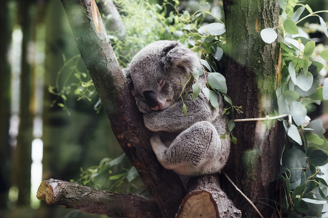 Gyvūnai, Žinduoliai, Koala, Pūkuotas, Purus, Žavinga, Mielas, Miega, Išspausti, Medis