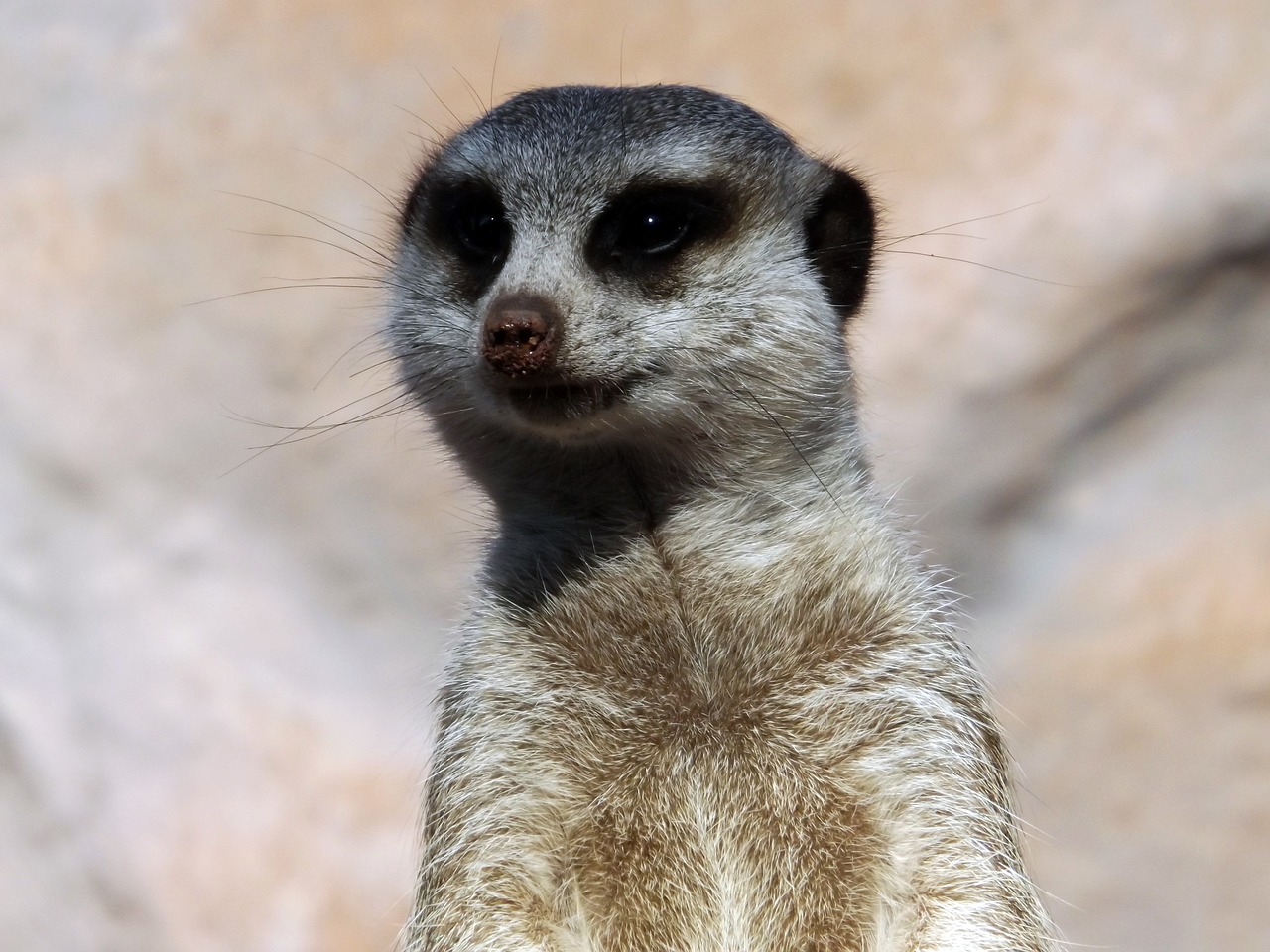 Gyvūnai, Zoologijos Sodas, Meerkat, Budrus, Gyvūnas, Atrodo, Gamta, Nemokamos Nuotraukos,  Nemokama Licenzija