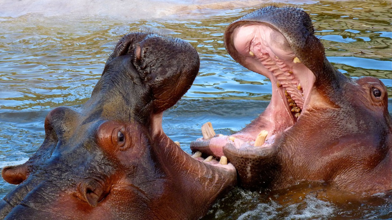 Gyvūnai, Hippo, Laukiniai Gyvūnai, Afrika, Nemokamos Nuotraukos,  Nemokama Licenzija