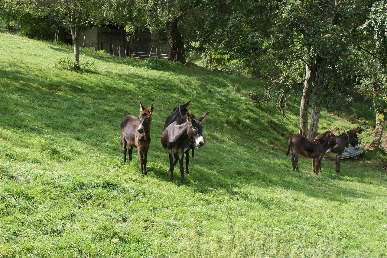 Gyvūnai, Asilas, Gamta, Nemokamos Nuotraukos,  Nemokama Licenzija