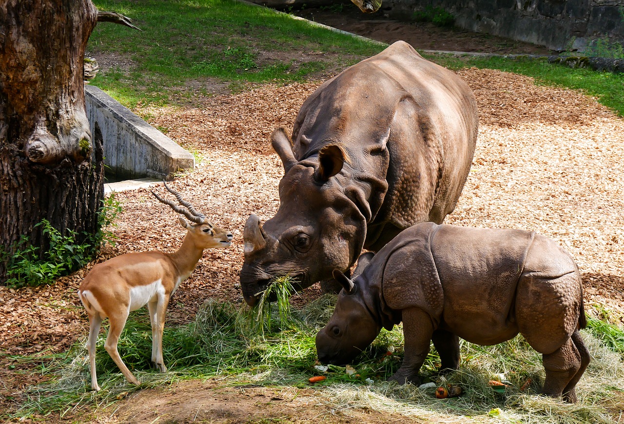 Gyvūnai, Rhino, Rhino Baby, Antilopė, Ragai, Maitinimas, Tiergarten Nürnberg, Didelis Žaidimas, Pachyderm, Panzer