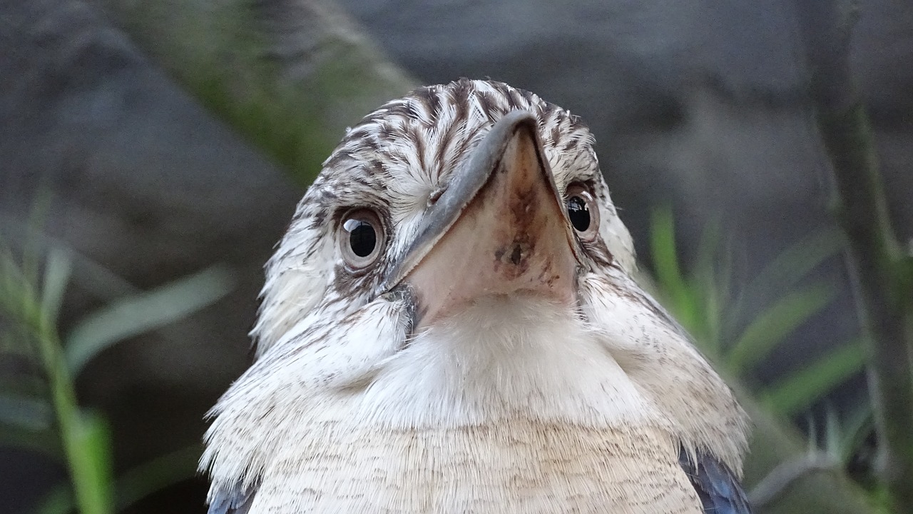 Gyvūnai, Paukščiai, Australia, Nauja Maliarija, Cover Reads, Mėlynukainis Kookaburra, Dangtis Skaito Mėlyną Sparnuotą Kookaburrą, Žirgynas, Sąskaitą, Gyvūnų Pasaulis