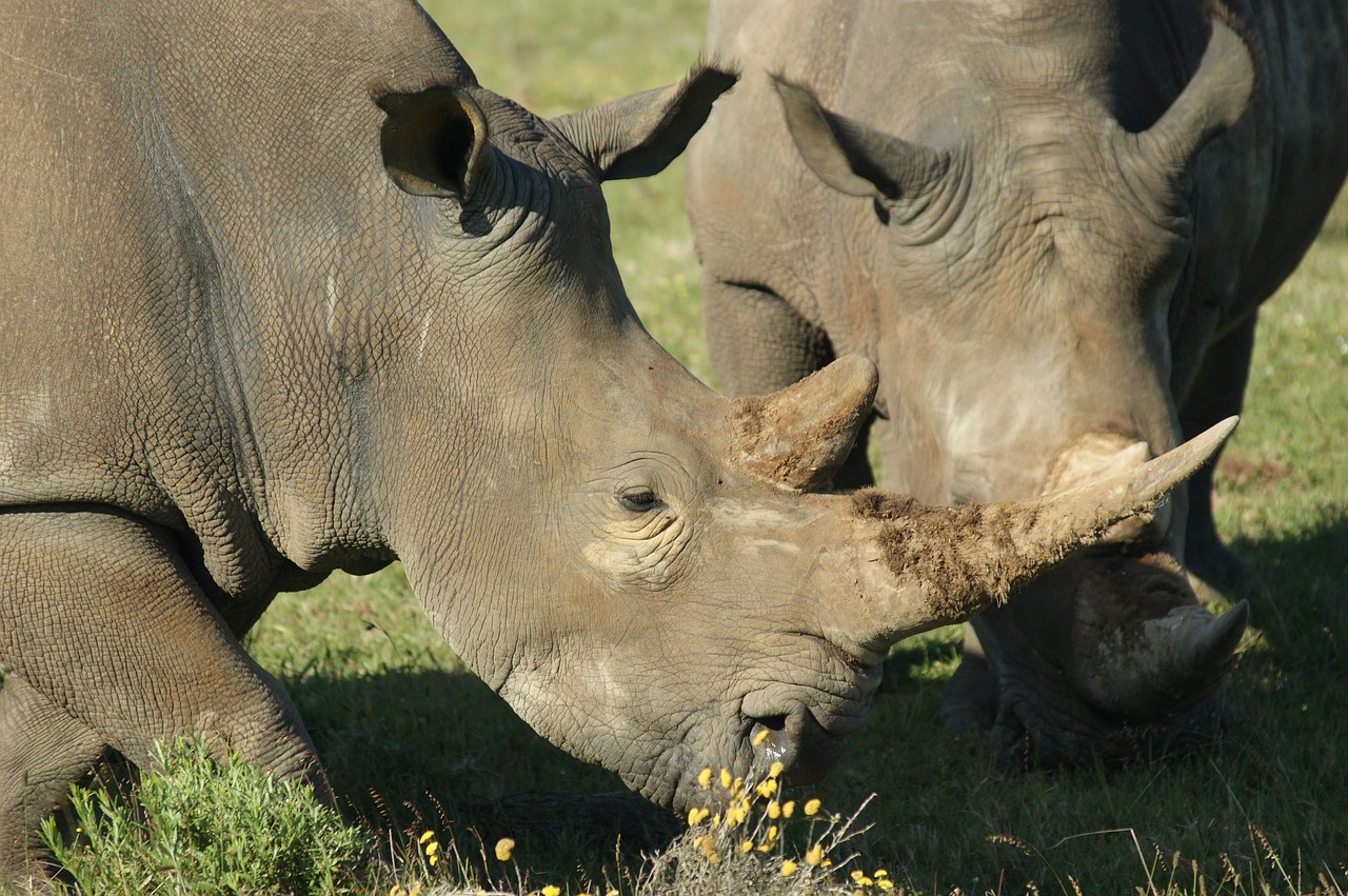 Gyvūnai, Pietų Afrika, Rhino, Laukiniai Gyvūnai, Laukinės Gamtos Fotografija, Ragai, Galva, Nemokamos Nuotraukos,  Nemokama Licenzija