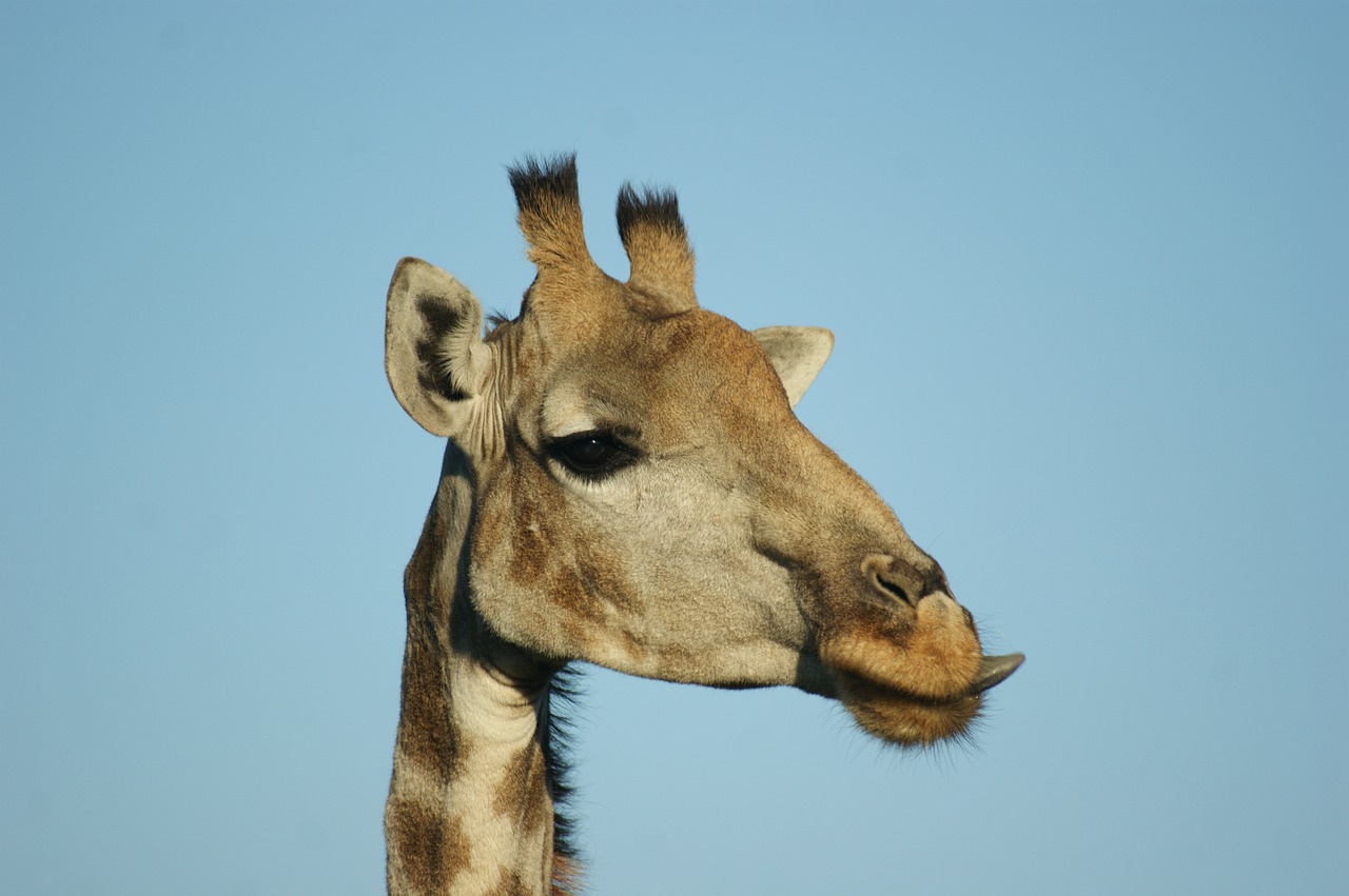 Gyvūnai, Pietų Afrika, Laukiniai Gyvūnai, Laukinės Gamtos Fotografija, Žirafa, Liežuvis, Afrika, Gyvūnų Portretas, Žinduolis, Galva