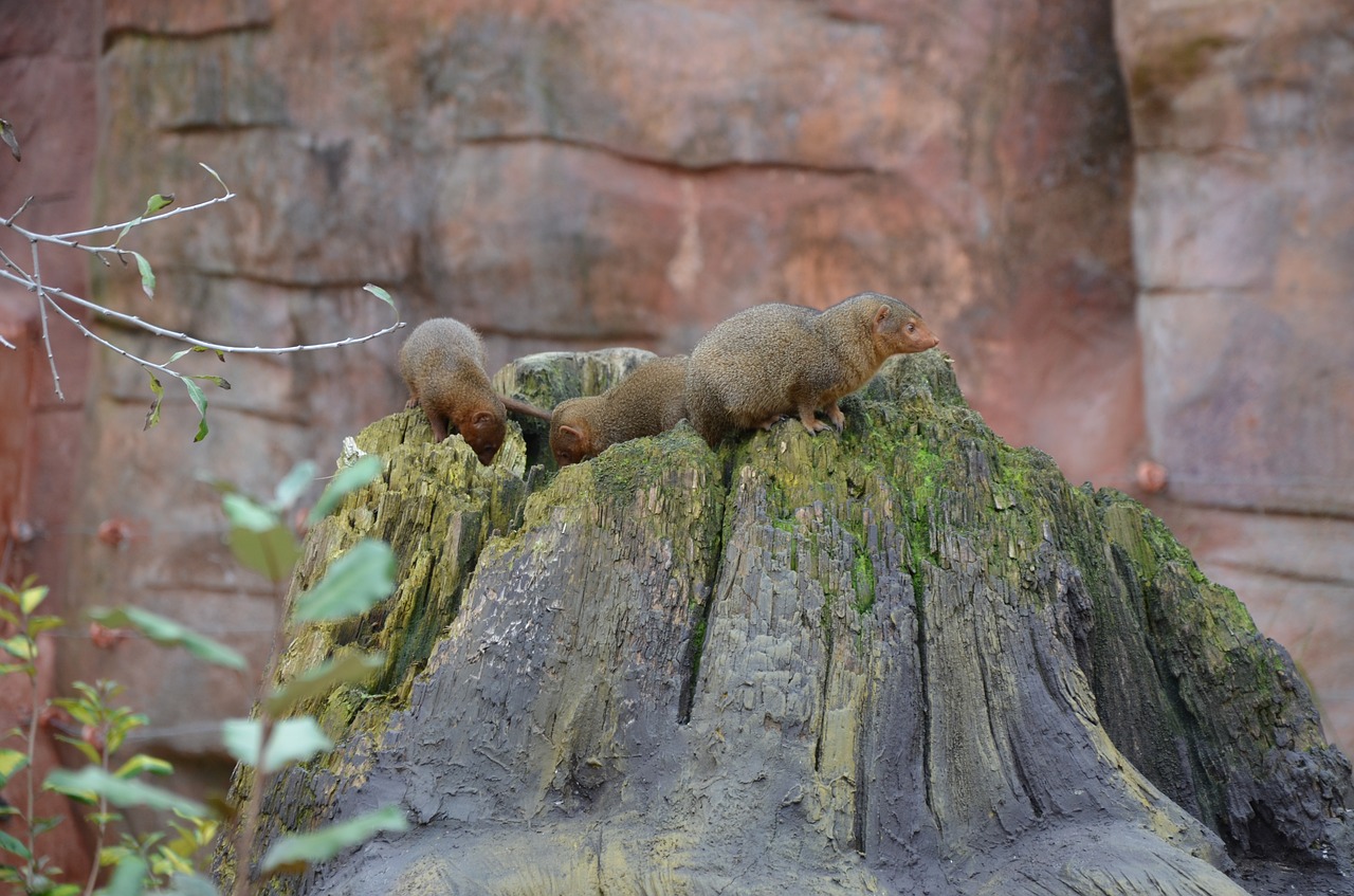 Gyvūnai, Zoologijos Sodas, Meerkat, Afrika, Gyvūnų Portretas, Gamta, Gyvūnų Pasaulis, Žinduolis, Šeima, Nemokamos Nuotraukos