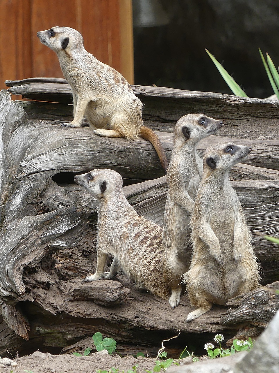 Gyvūnai, Meerkat, Gamta, Žinduolis, Laukinis Gyvūnas, Zoologijos Sodas, Mielas, Nemokamos Nuotraukos,  Nemokama Licenzija