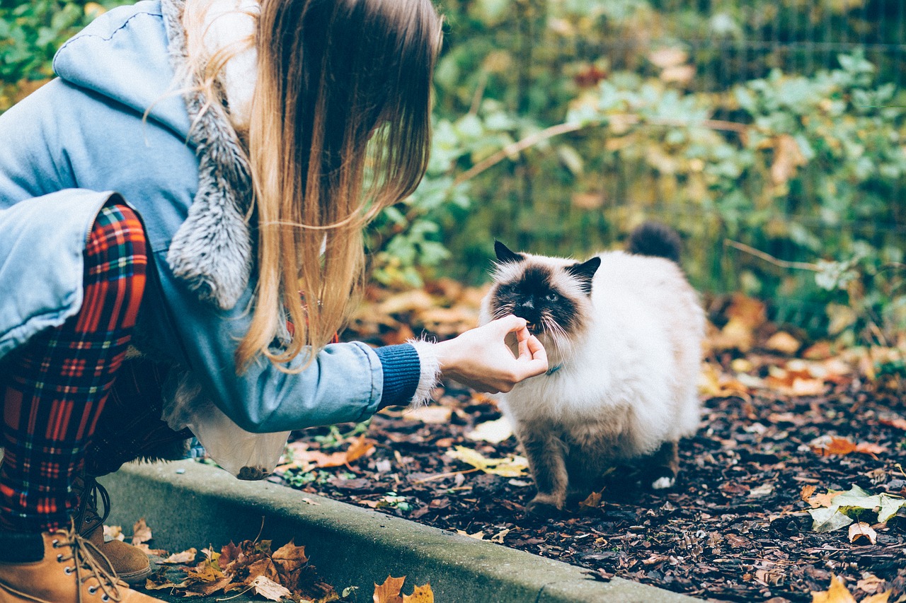 Gyvūnai, Žmonės, Ruduo, Fonas, Smėlio Spalvos, Birman, Veislė, Ruda, Katė, Katės Maistas