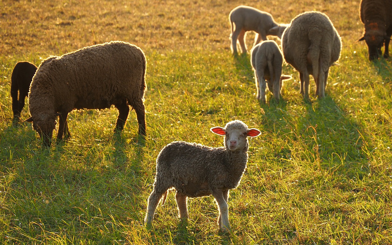 Gyvūnai, Avys, Ėriena, Žolė, Prieš Dieną, Nemokamos Nuotraukos,  Nemokama Licenzija