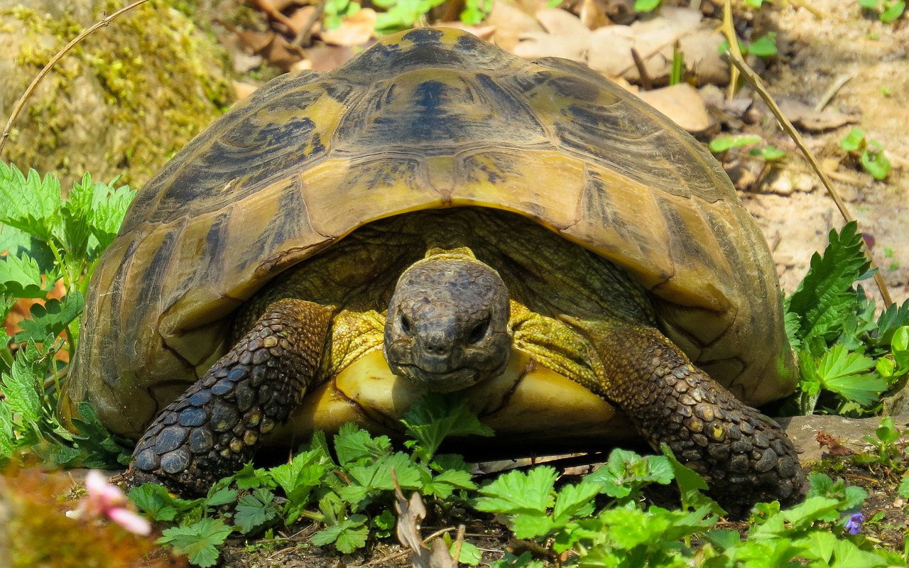 Gyvūnai,  Pobūdį,  Vėžlys,  Roplys,  Lėtai,  Vėžlys,  Panzer, Nemokamos Nuotraukos,  Nemokama Licenzija