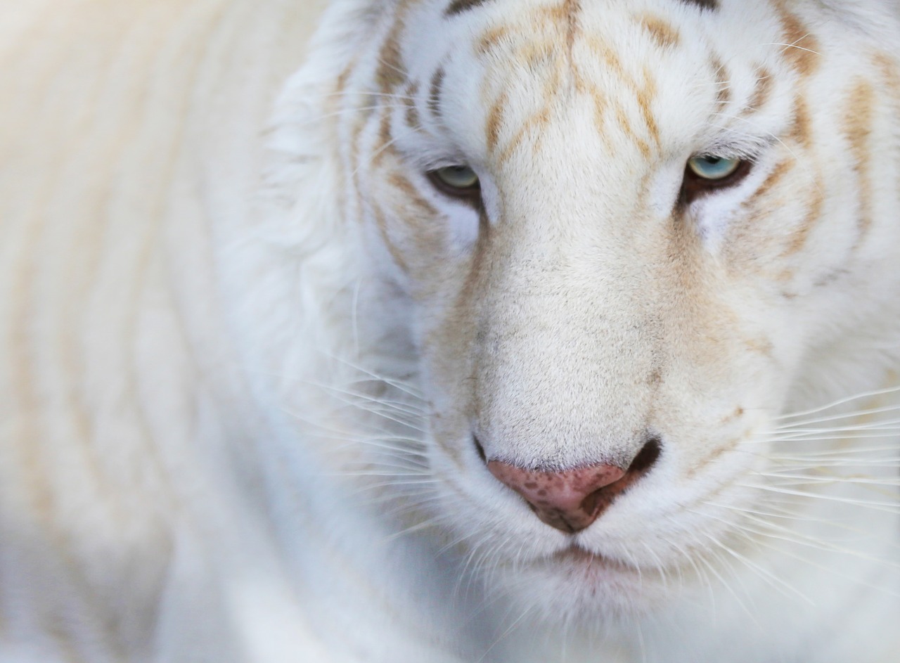 Gyvūnai,  Baltasis Tigras,  Portretas,  Pobūdį,  Žinduoliai, Nemokamos Nuotraukos,  Nemokama Licenzija