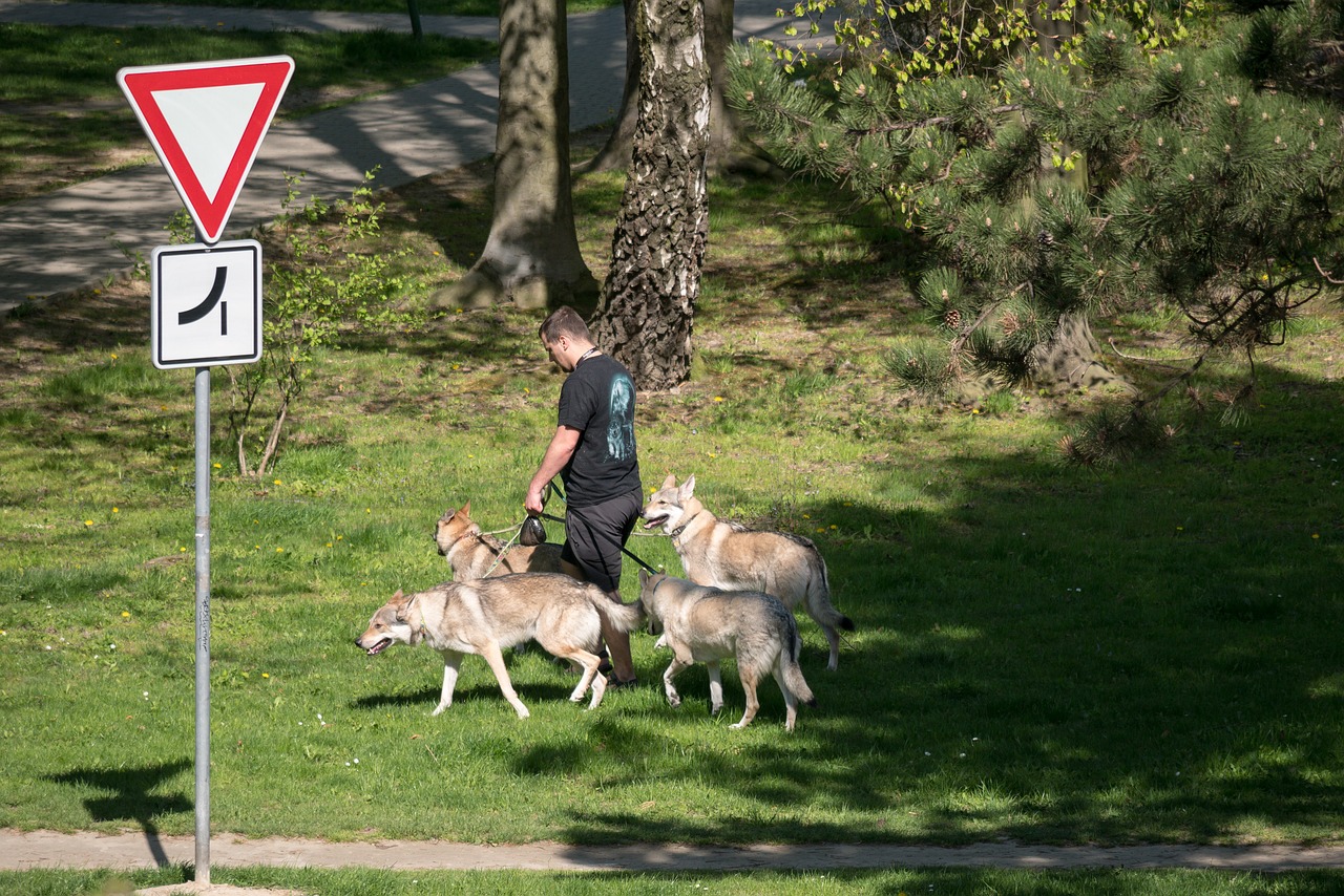 Gyvūnai,  Šunų Veislė,  Paketas, Nemokamos Nuotraukos,  Nemokama Licenzija