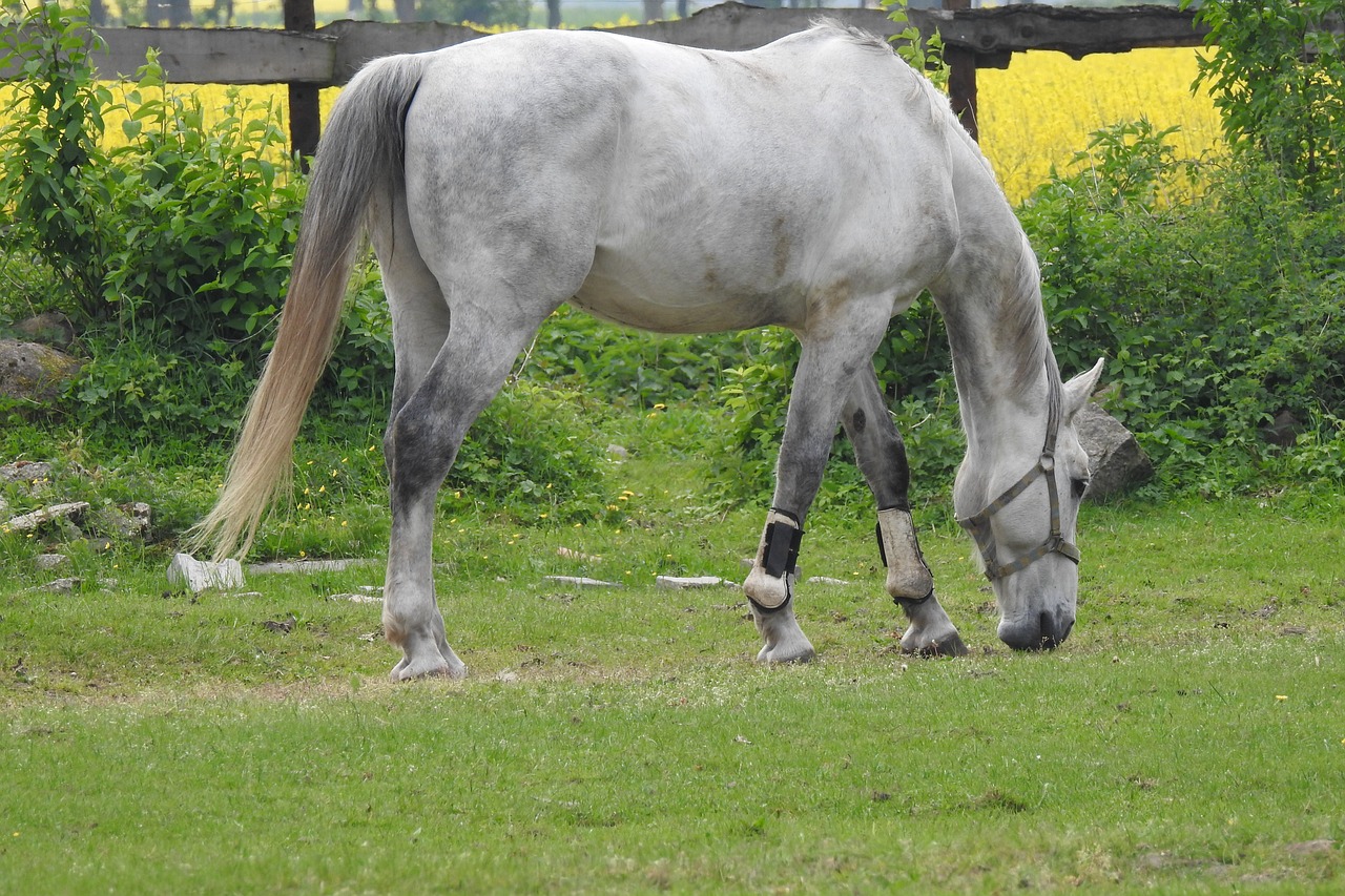 Gyvūnai,  Vejos,  Ūkis,  Žinduoliai,  Kaimo Rajonas,  Ganyklos,  Karčių,  Mare,  Pony,  Arklys