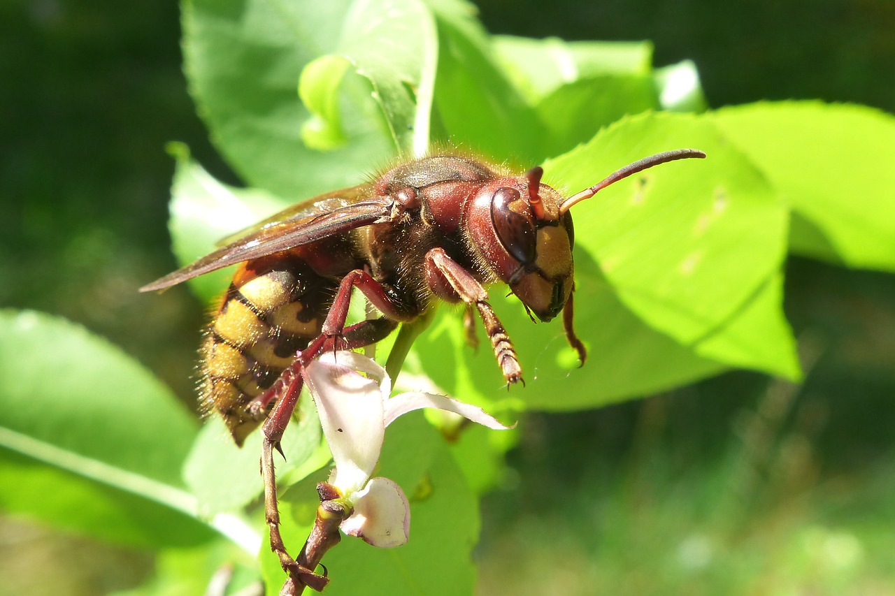 Gyvūnai,  Bestuburiai,  Vabzdys,  Ne Iš Teismo,  Osowate,  Europos Sirsenis,  Vespa Crabro,  Hornet Baisi,  Iš Arti,  Miškas