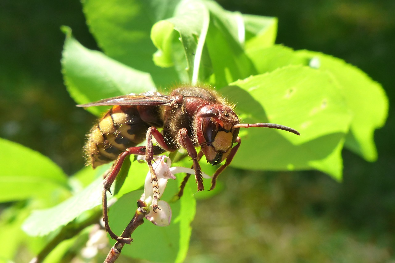 Gyvūnai,  Bestuburiai,  Vabzdys,  Ne Iš Teismo,  Osowate,  Europos Sirsenis,  Vespa Crabro,  Hornet Baisi,  Iš Arti,  Miškas