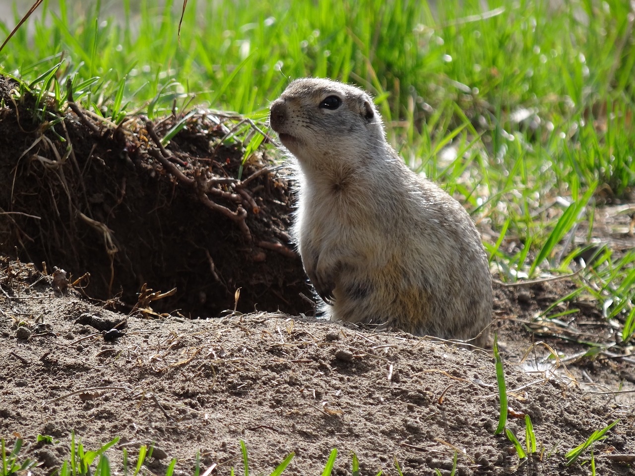 Gyvūnai,  Pobūdį,  Graužikų,  Gopher, Nemokamos Nuotraukos,  Nemokama Licenzija