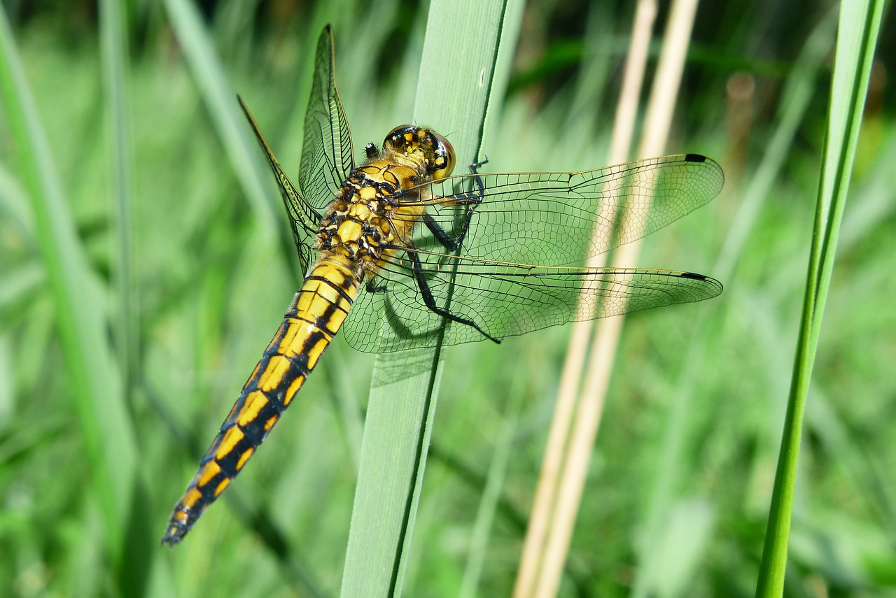 Gyvūnai,  Bestuburiai,  Vabzdys,  Laumžirgis Różnoskrzydłe,  Pobūdį,  Lecicha,  Kad Bendras,  Orthetrum Cancellatum,  Moteris,  Iš Arti