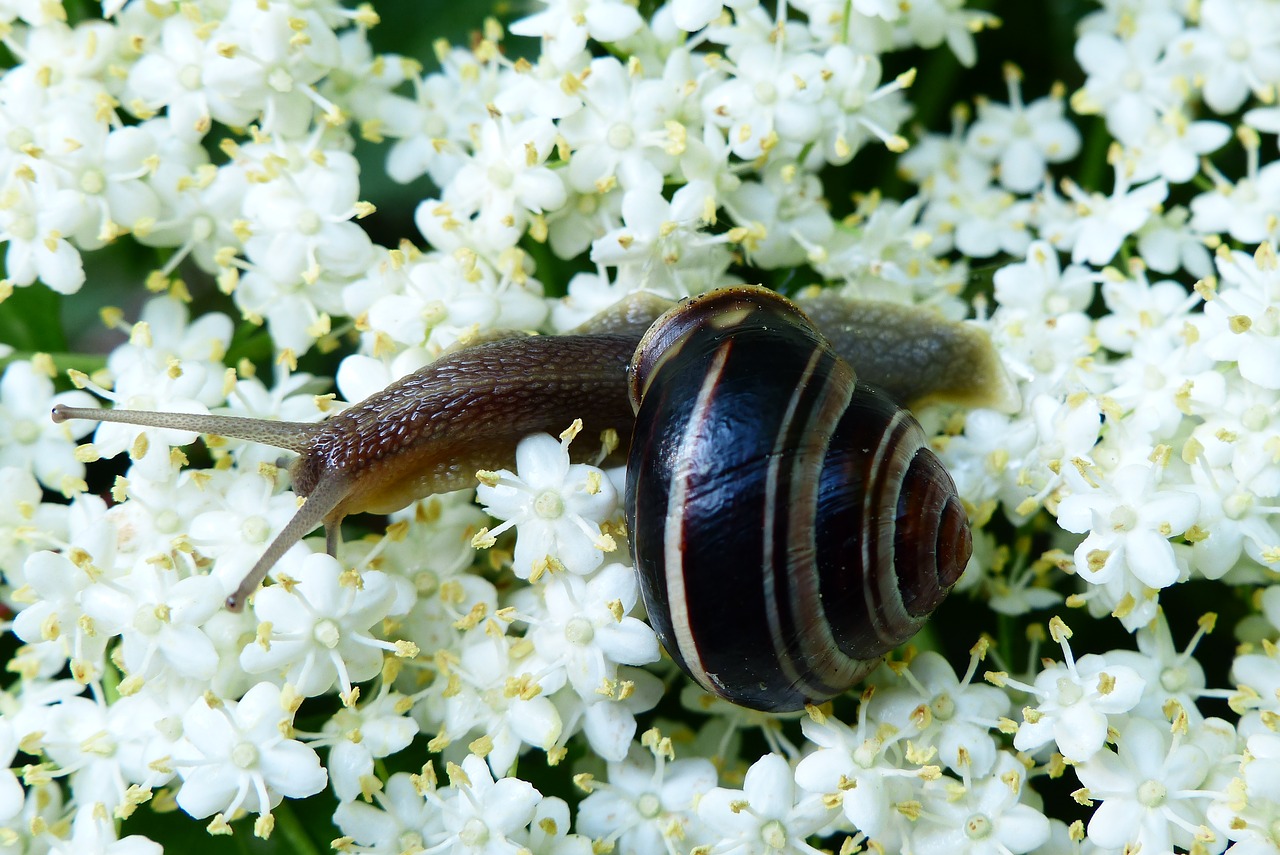 Gyvūnai,  Bestuburiai,  Moliuskai,  Ne Iš Teismo,  Pobūdį,  Sraigė,  Vėžiagyviai,  Brzuchonóg,  Sraigė Zaroślowy,  Iš Arti