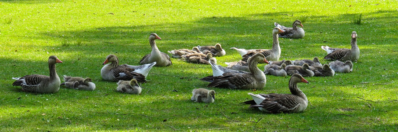 Gyvūnai,  Pobūdį,  Žąsų,  Jaunikliai,  Meadow,  Žąsiukų,  Poilsio,  Pertrauka,  Šeima,  Gyvūnų Šeima